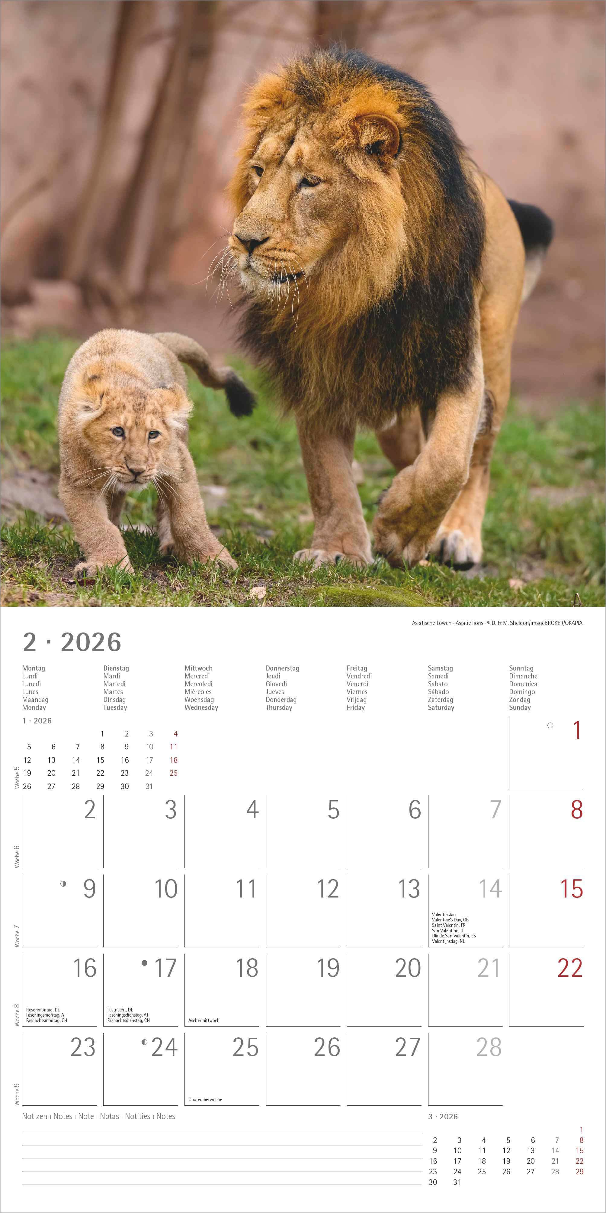 Kalender 2026 30x30 Big Cats