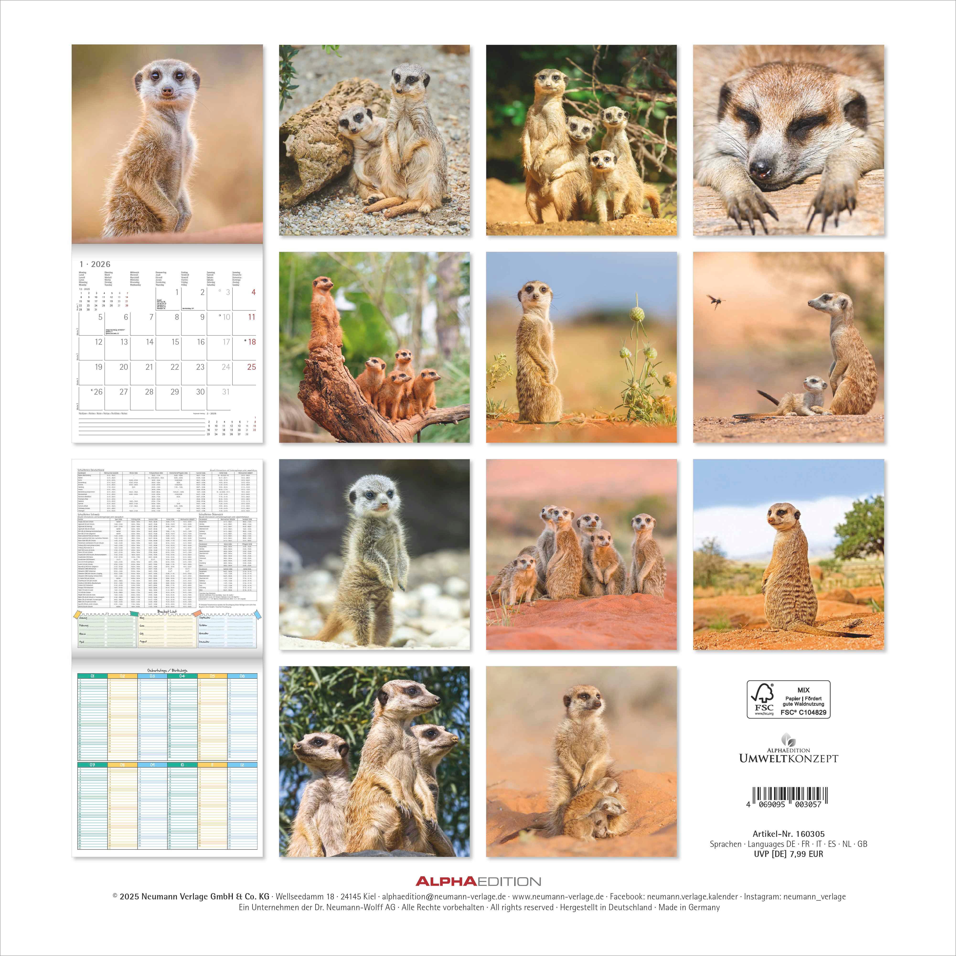 Kalender 2026 30x30 Suricates