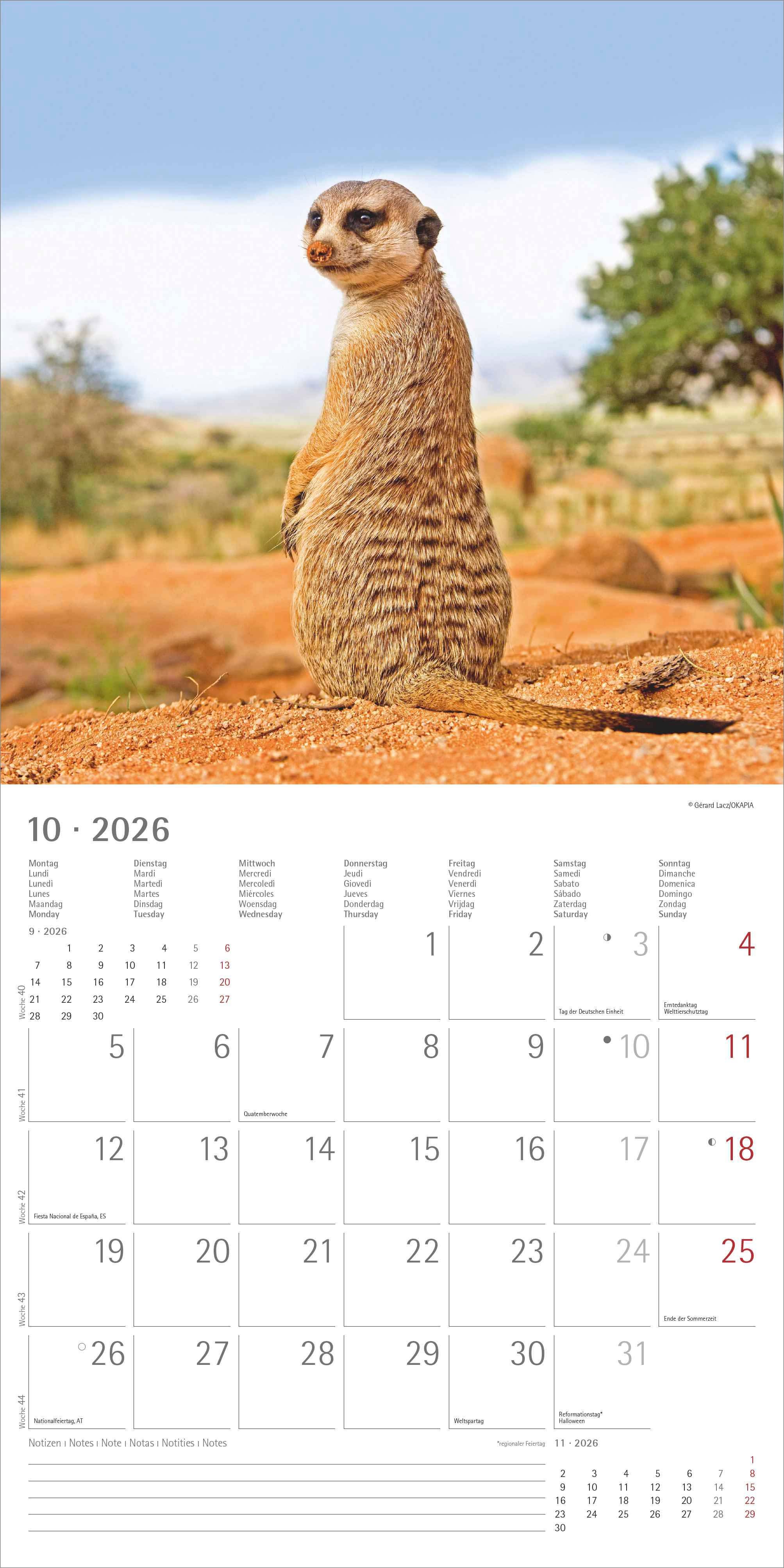 Kalender 2026 30x30 Suricates