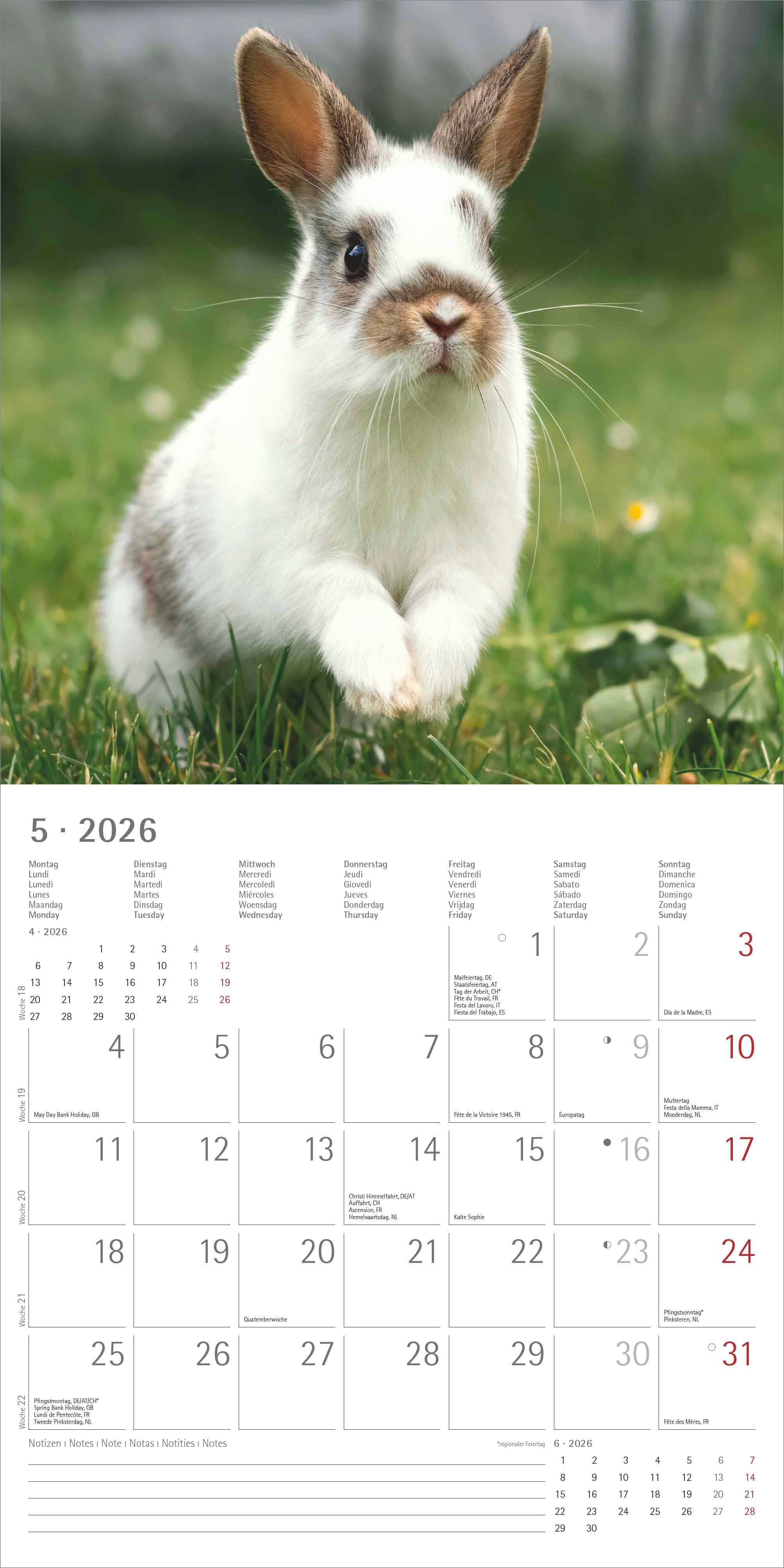 Kalender 2026 30x30 Rabbits