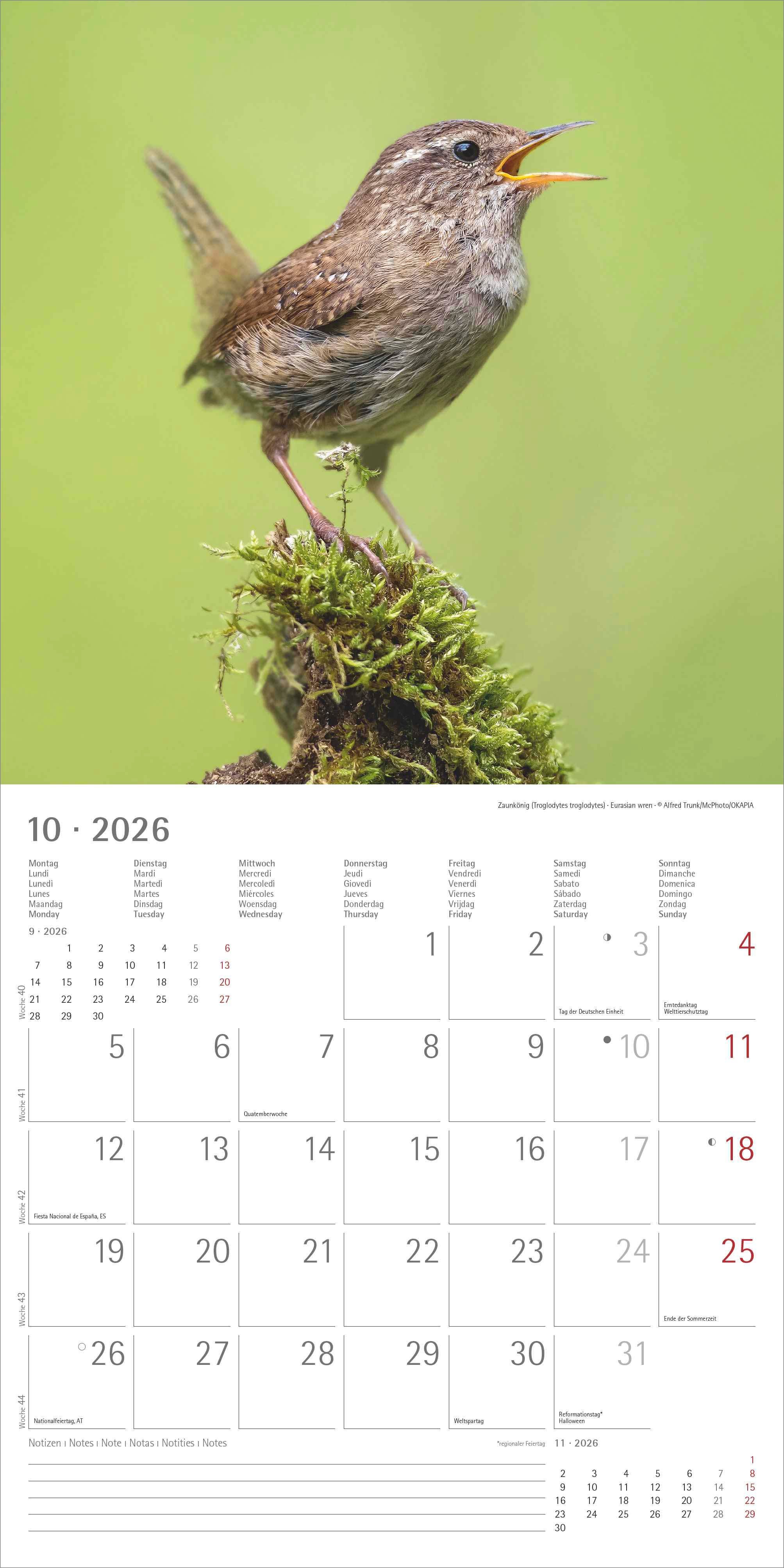 Kalender 2026 30x30 Local Birds