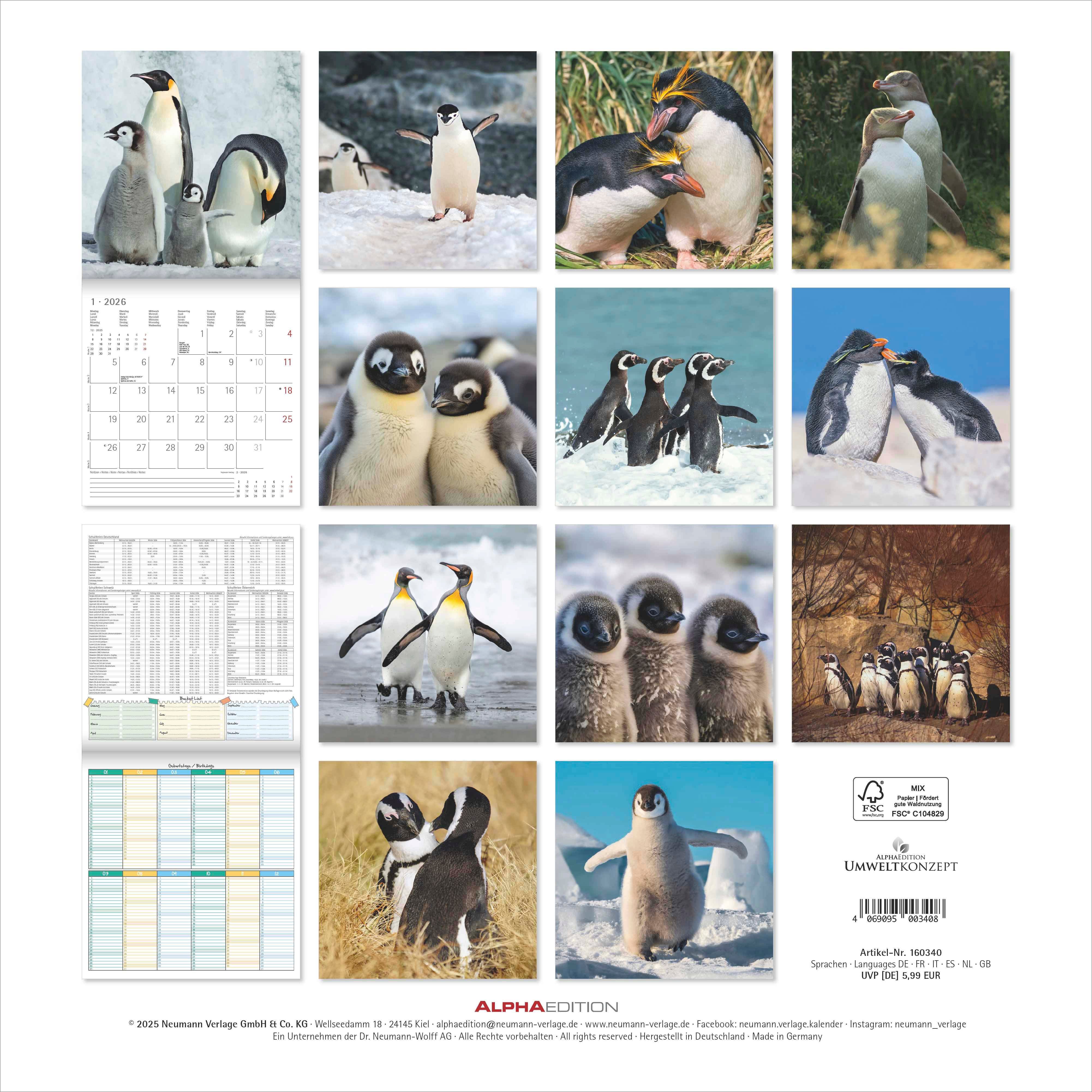 Kalender 2026 30x30 Penguins