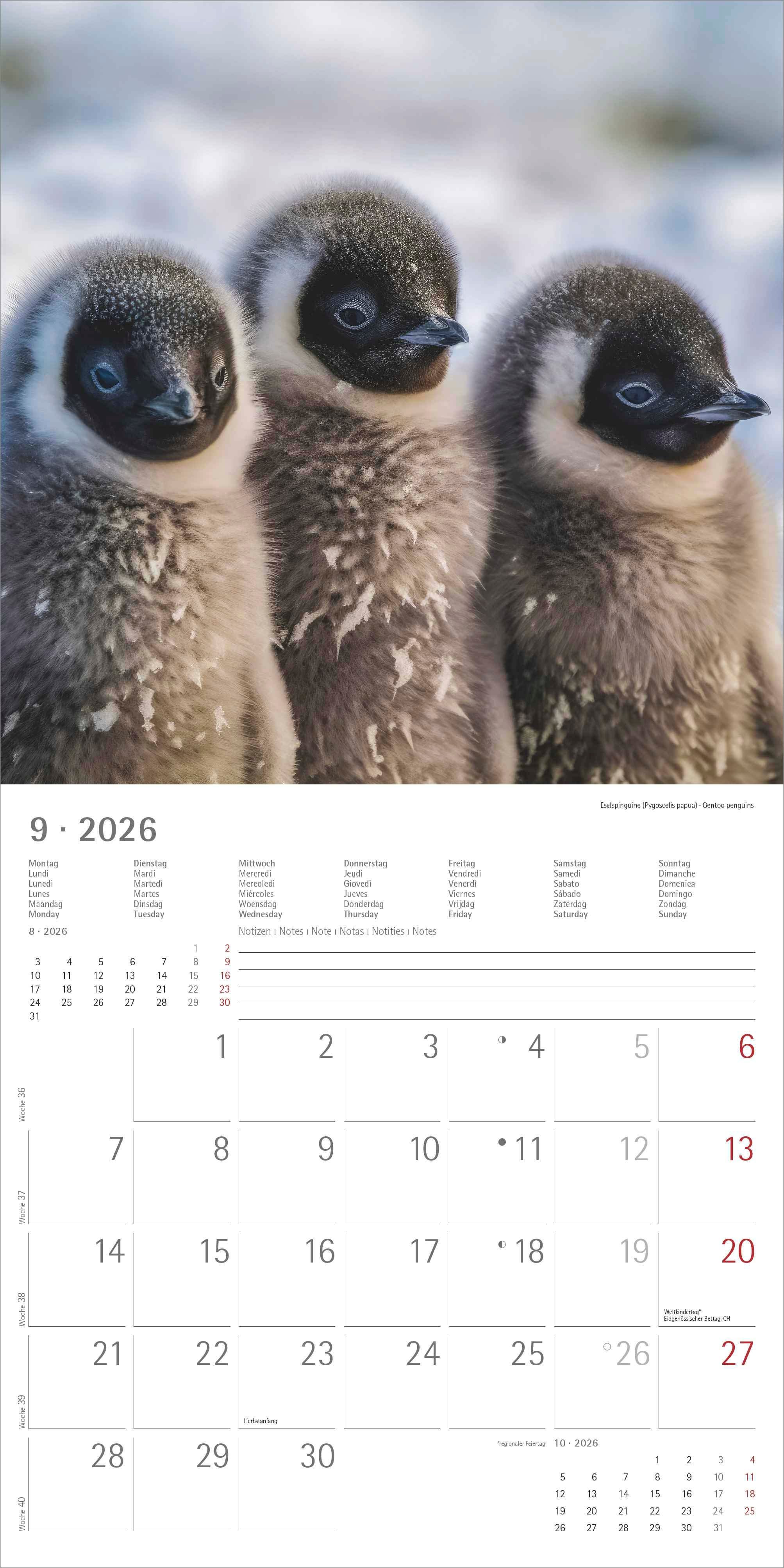 Kalender 2026 30x30 Penguins