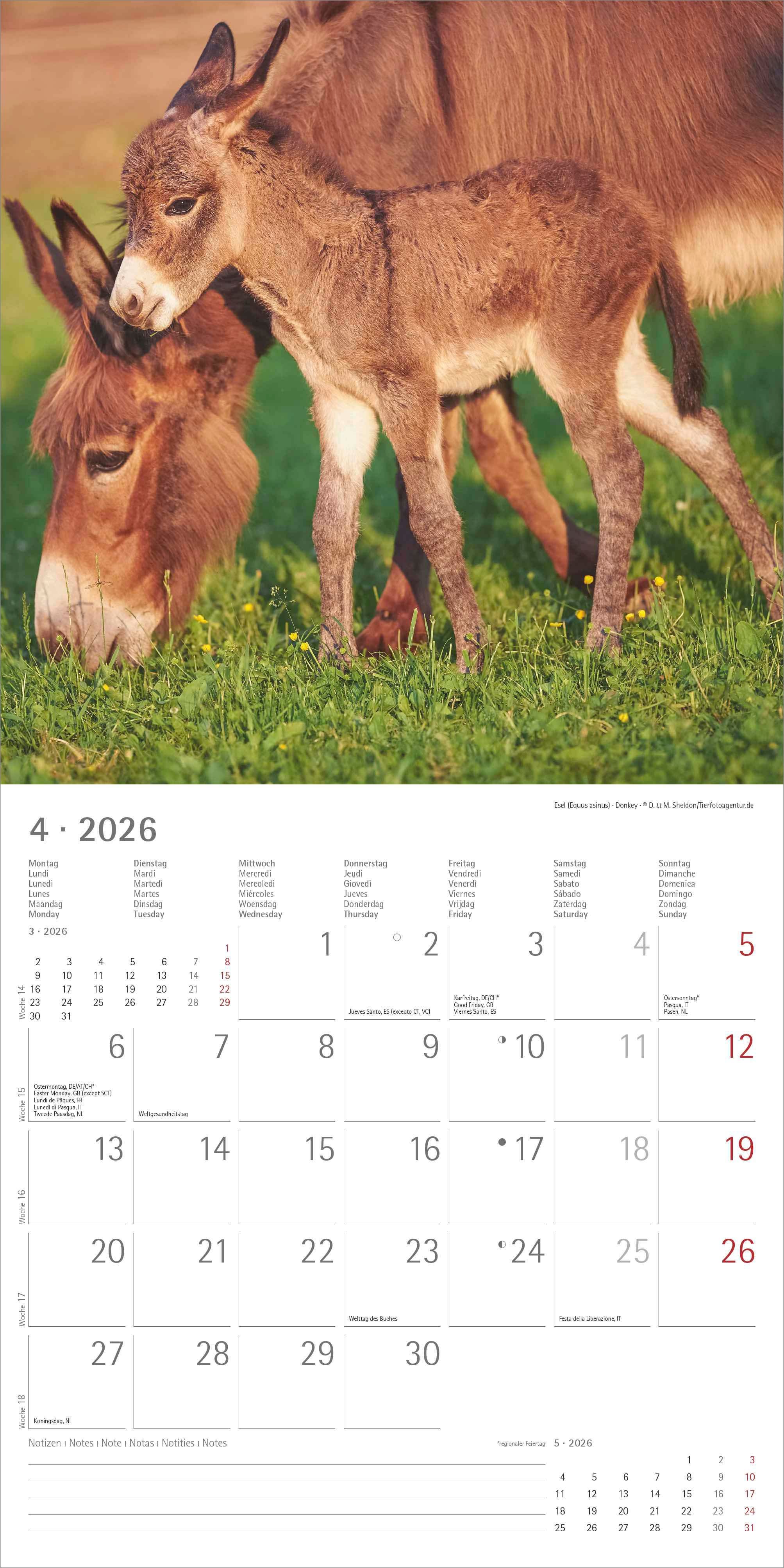 Kalender 2026 30x30 Baby Animals