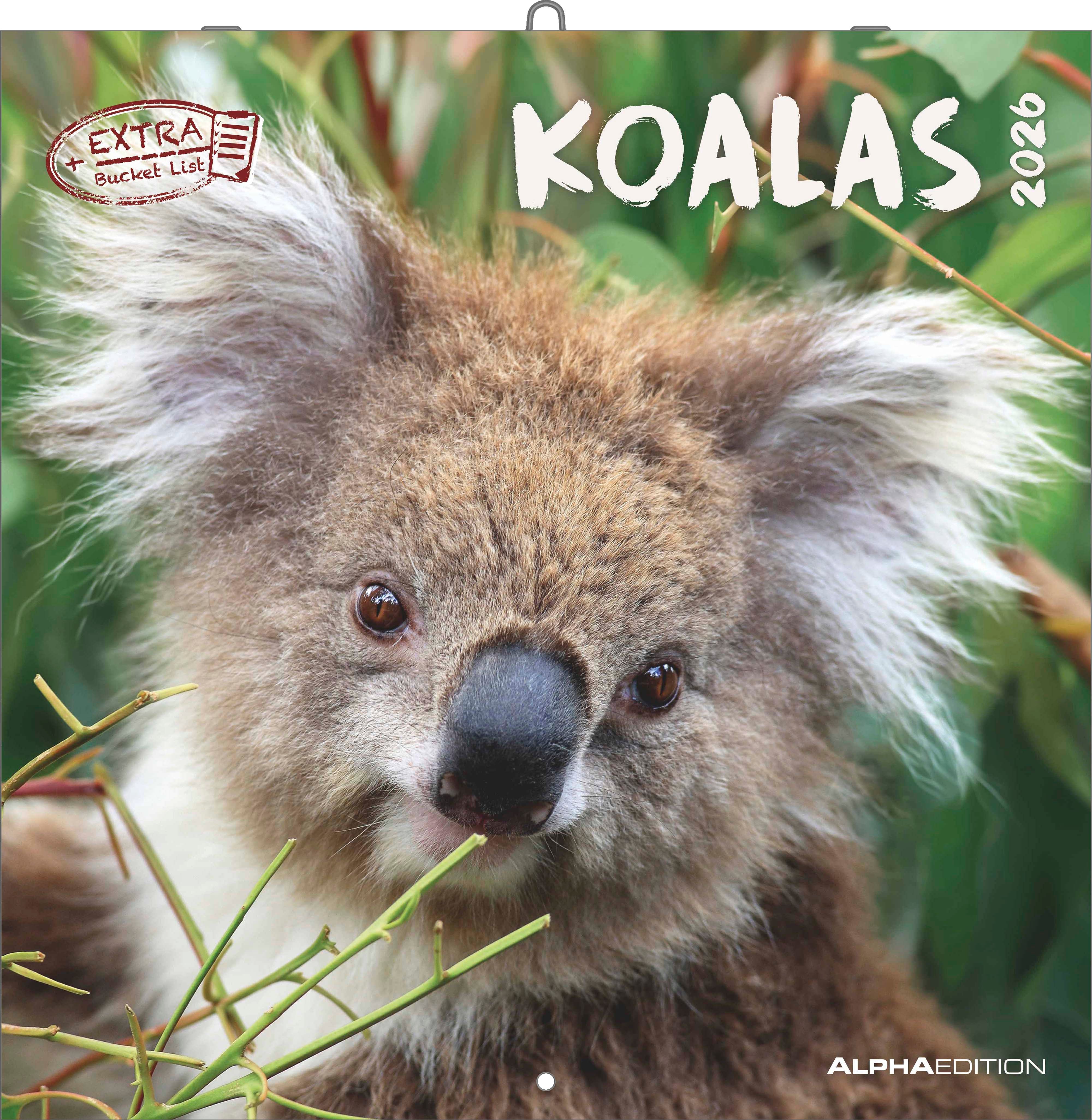 Kalender 2026 30x30 Koalas
