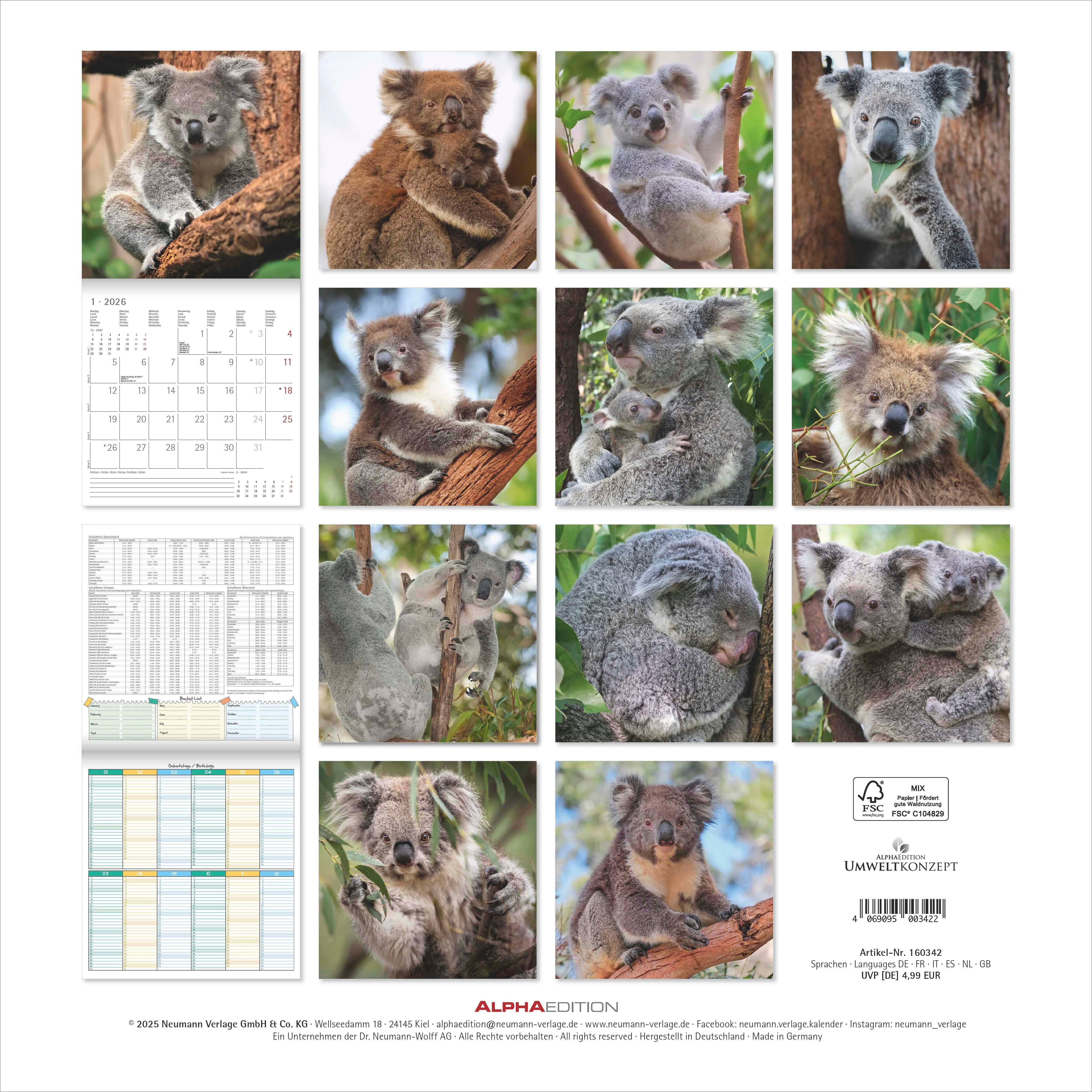 Kalender 2026 30x30 Koalas