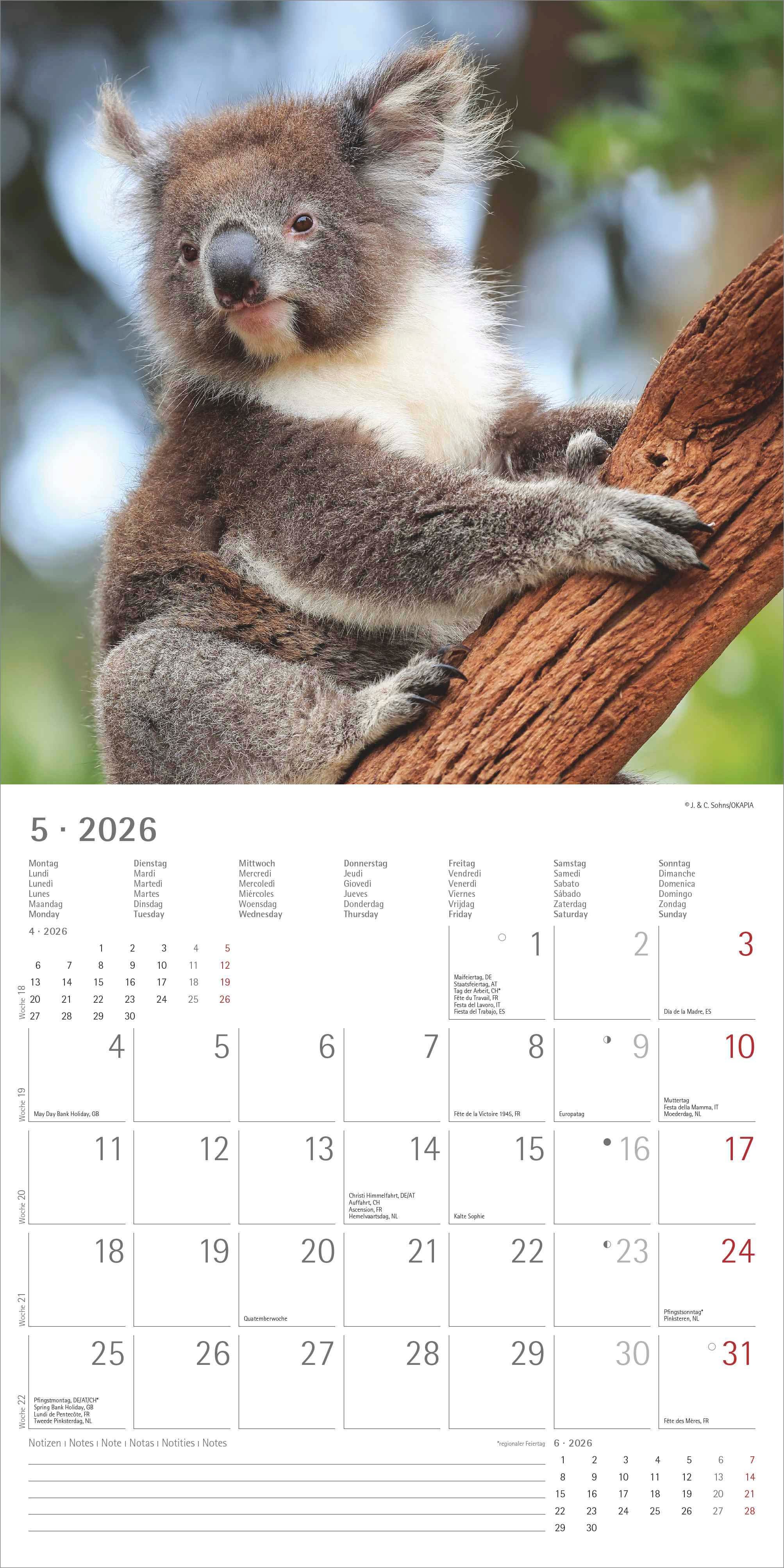 Kalender 2026 30x30 Koalas