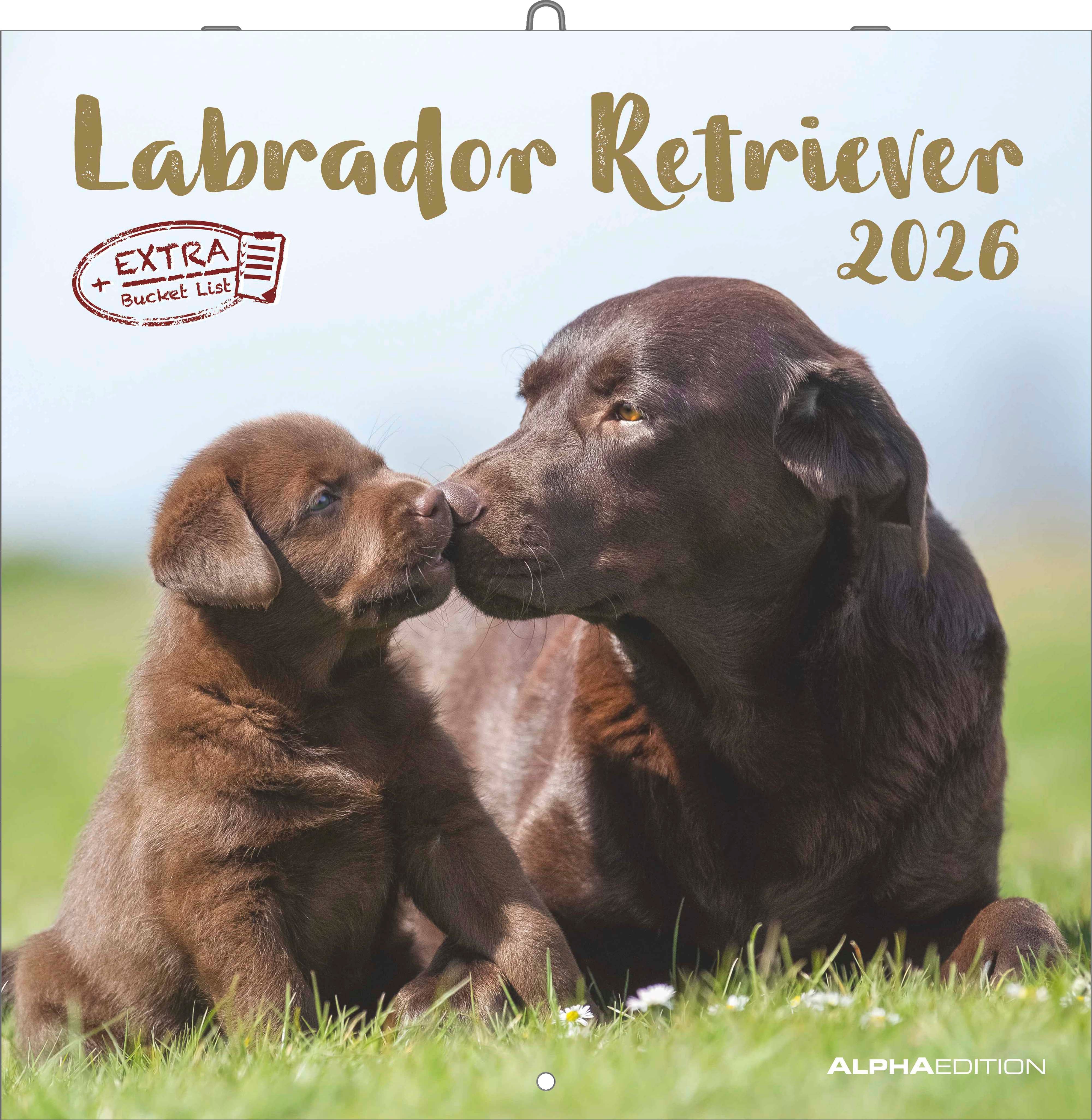 Kalender 2026 30x30 Labrador Retriever