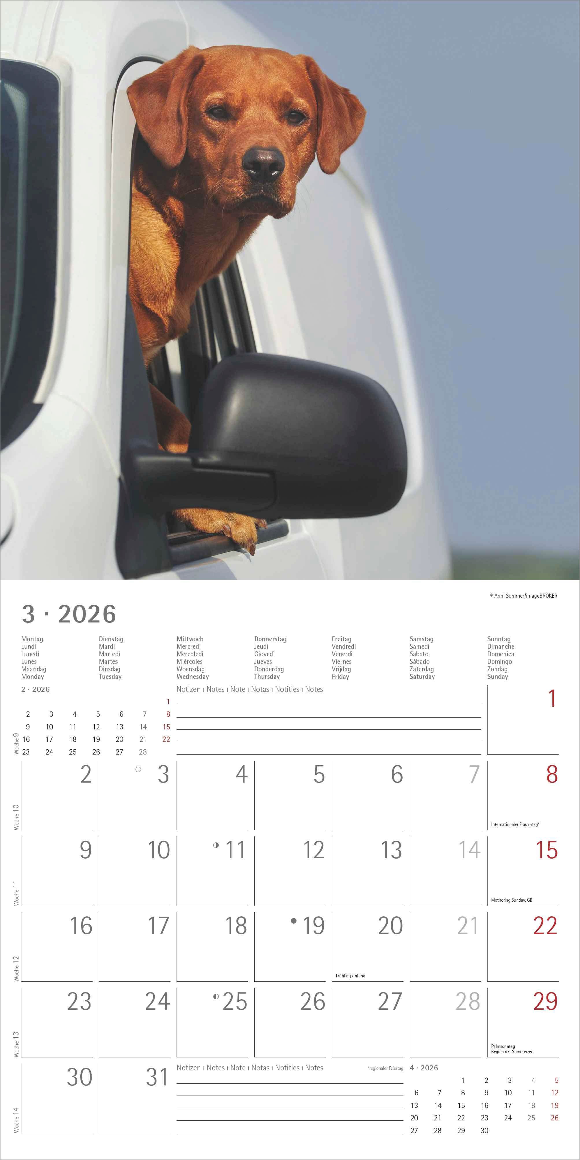 Kalender 2026 30x30 Labrador Retriever