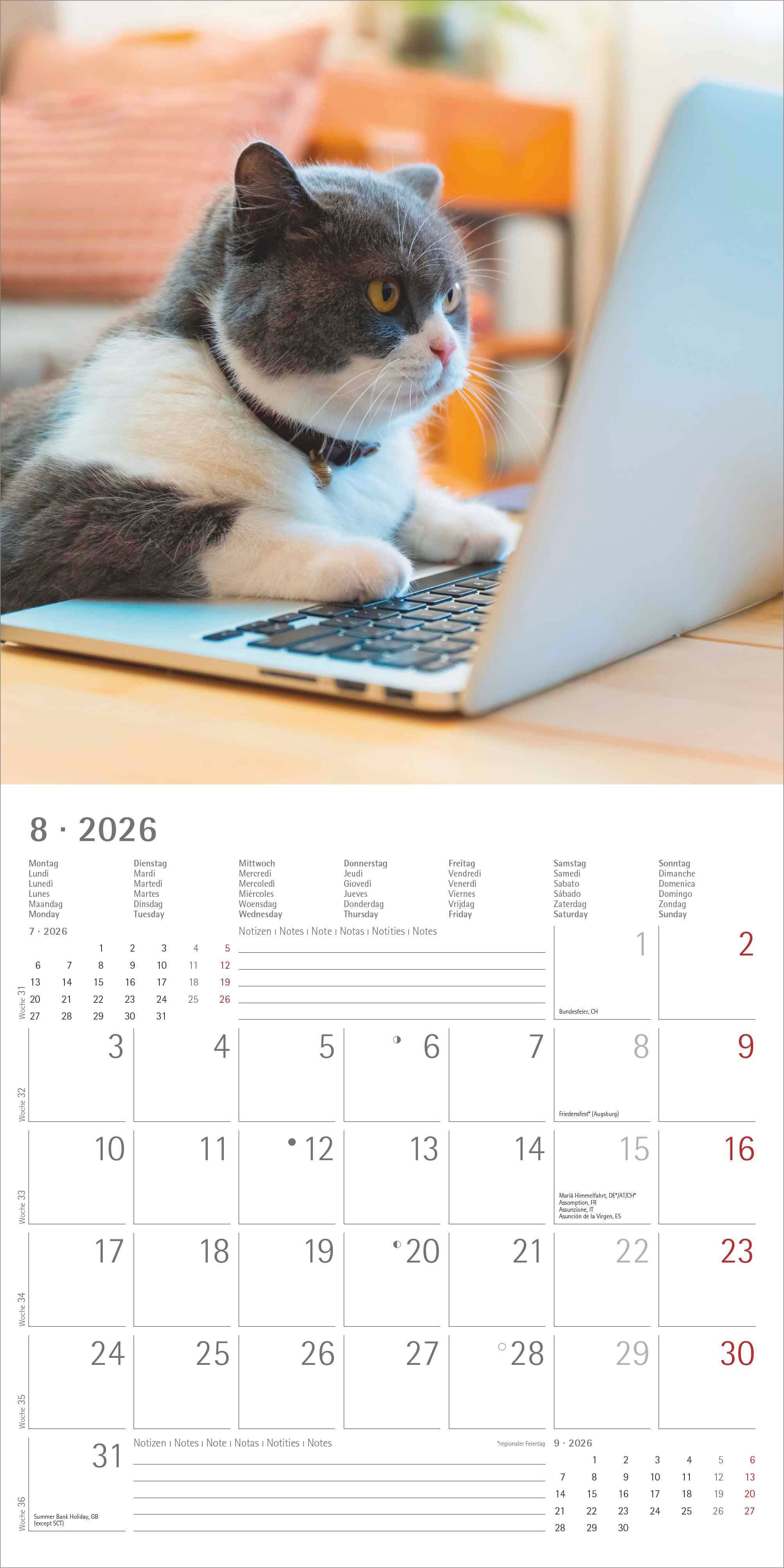 Kalender 2026 30x30 Funny Cats
