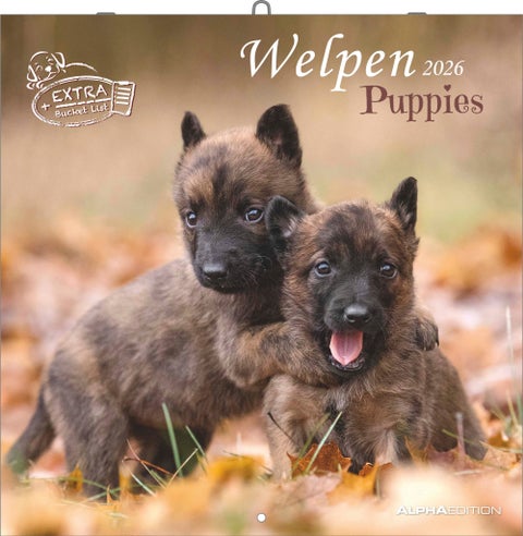 Kalender 2026 30x30 Puppies