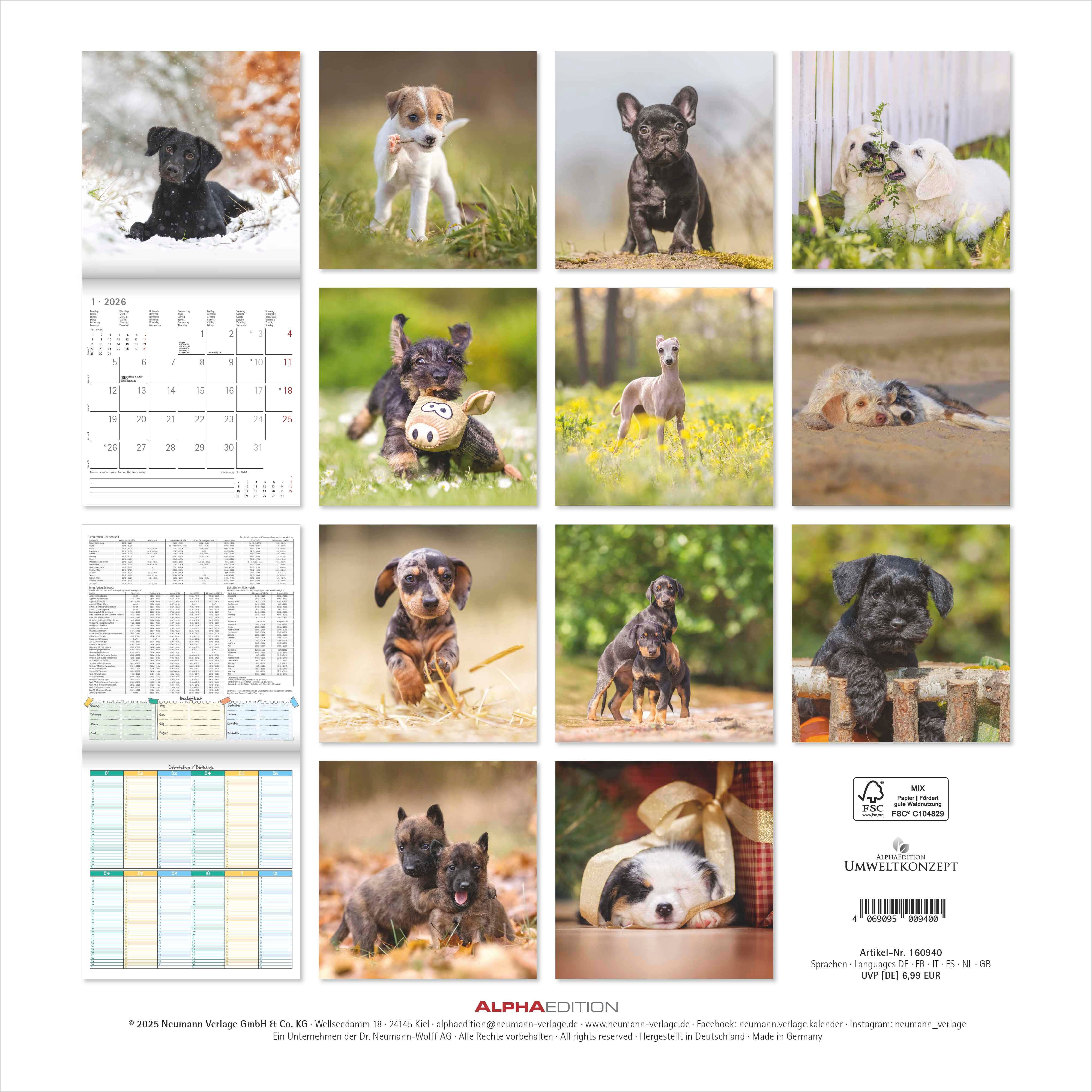 Kalender 2026 30x30 Puppies