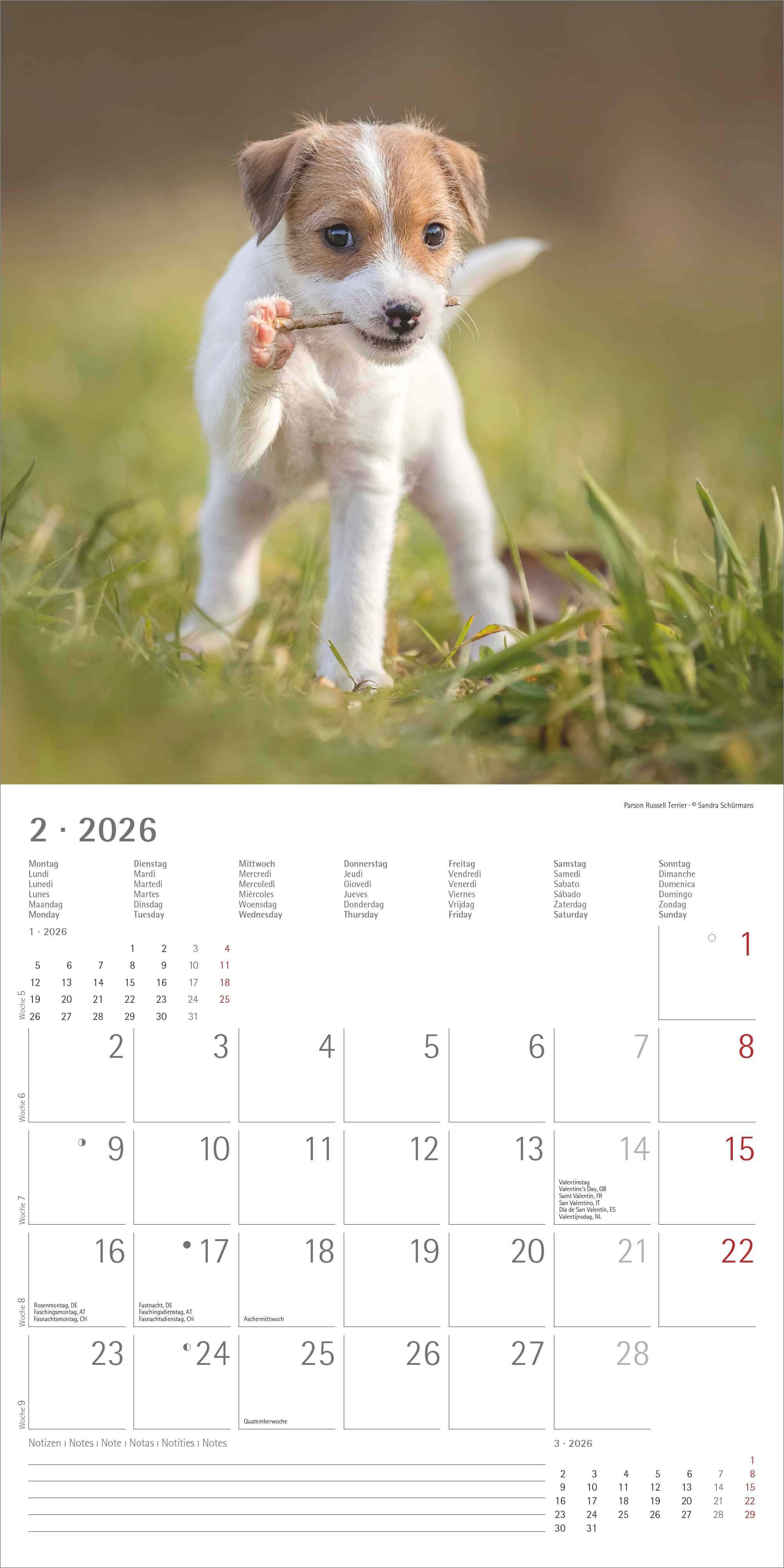 Kalender 2026 30x30 Puppies