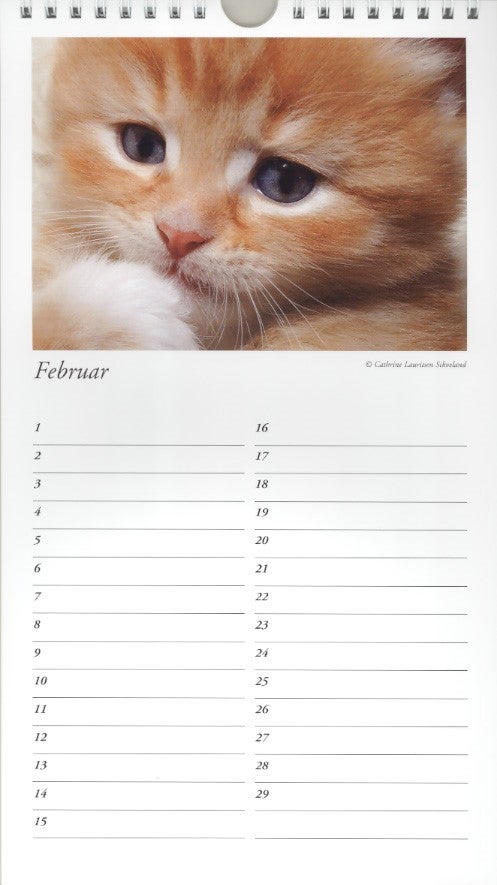Familiekalender Baccara Katt