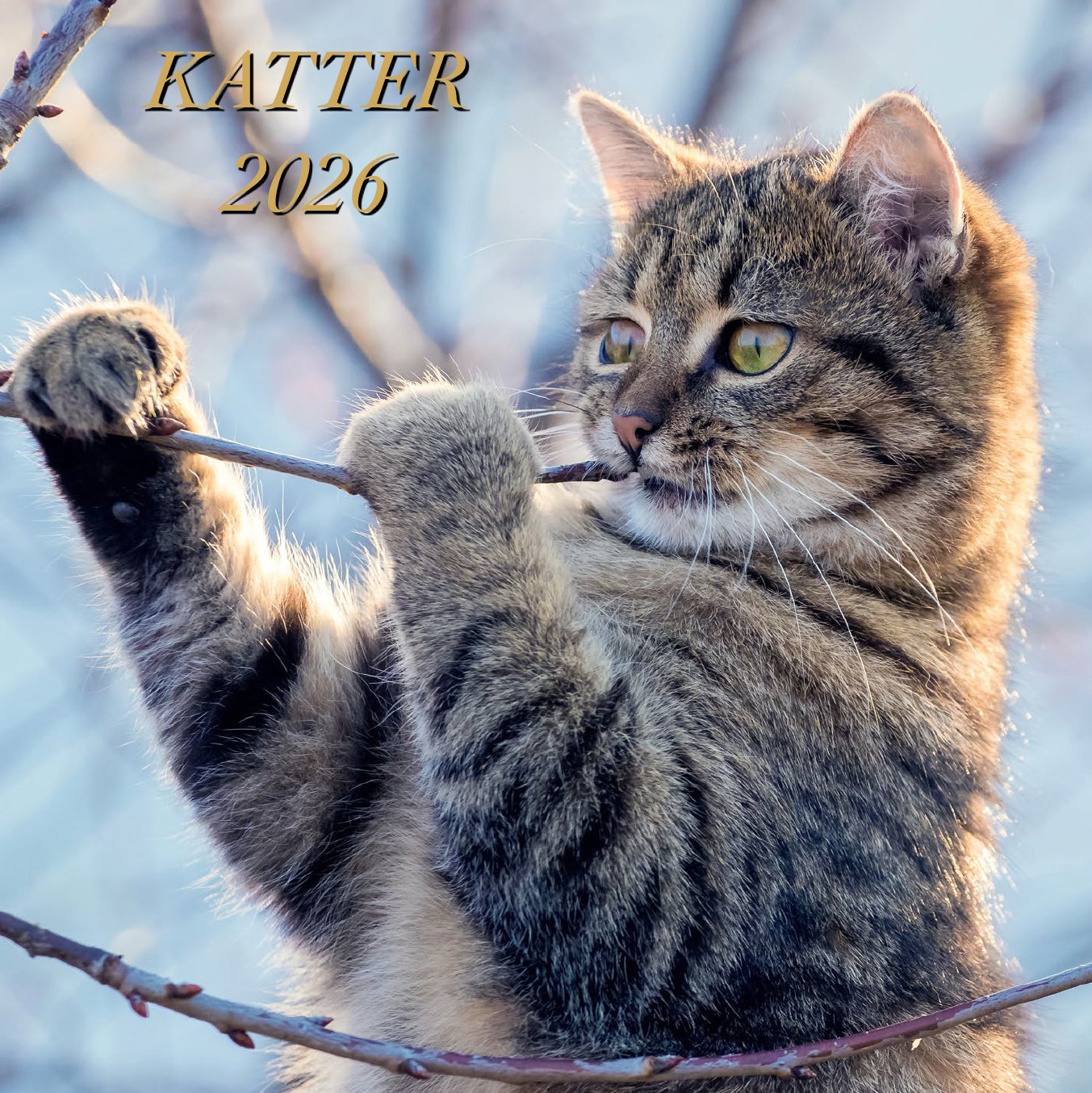 Kalender 2026 Katter 18X18Cm