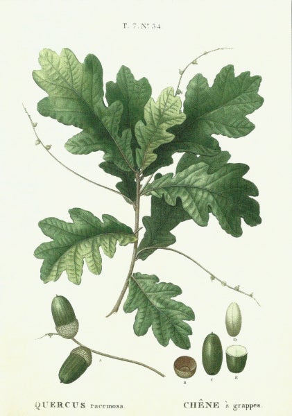 Kort Sköna Ting Eikenøtter