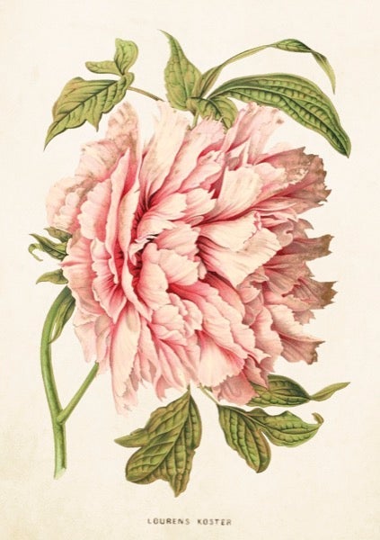 Kort Sköna Ting rosa peon