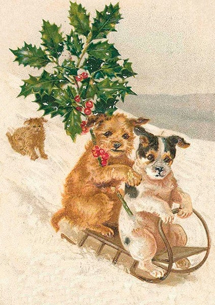 Kort Sköna Ting Hunder på slede