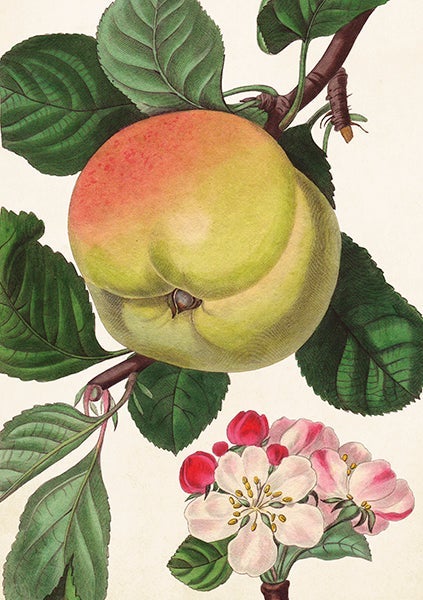 Kort Sköna Ting Epleblomst