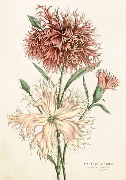 Kort Sköna Ting Nellik