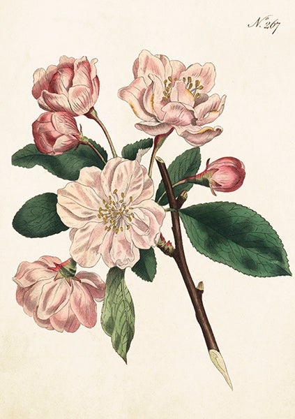 Kort Sköna Ting Roser