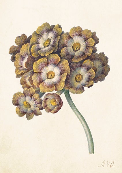 Kort Sköna Ting Primula