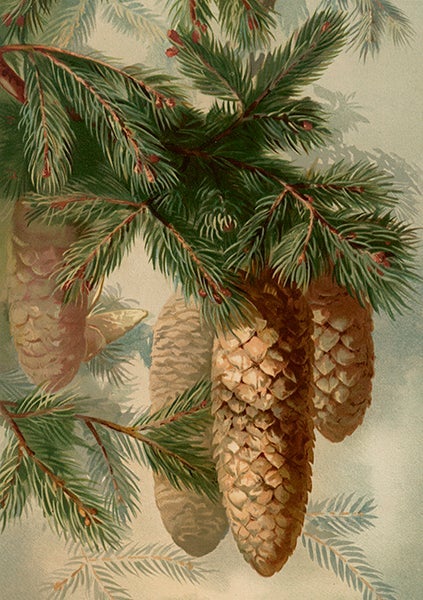 Kort Sköna Ting Kongler