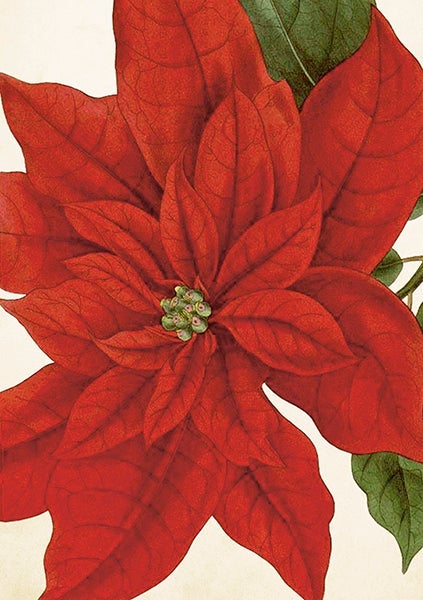 Kort Sköna Ting Julestjerne