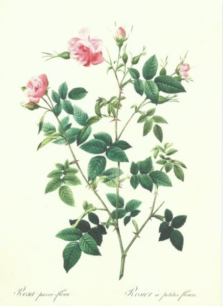 Kort Sköna Ting Nyperoser 8,5x11 cm