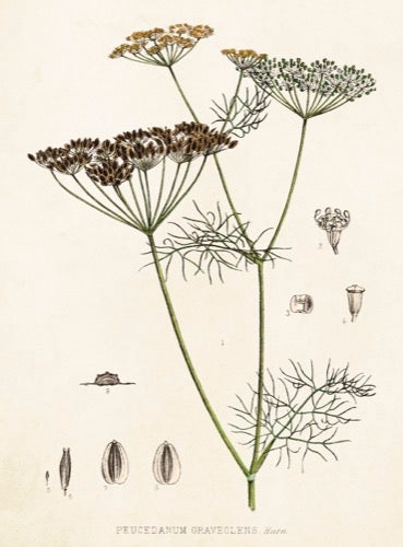 Kort Sköna Ting Dill 8,5x11 cm