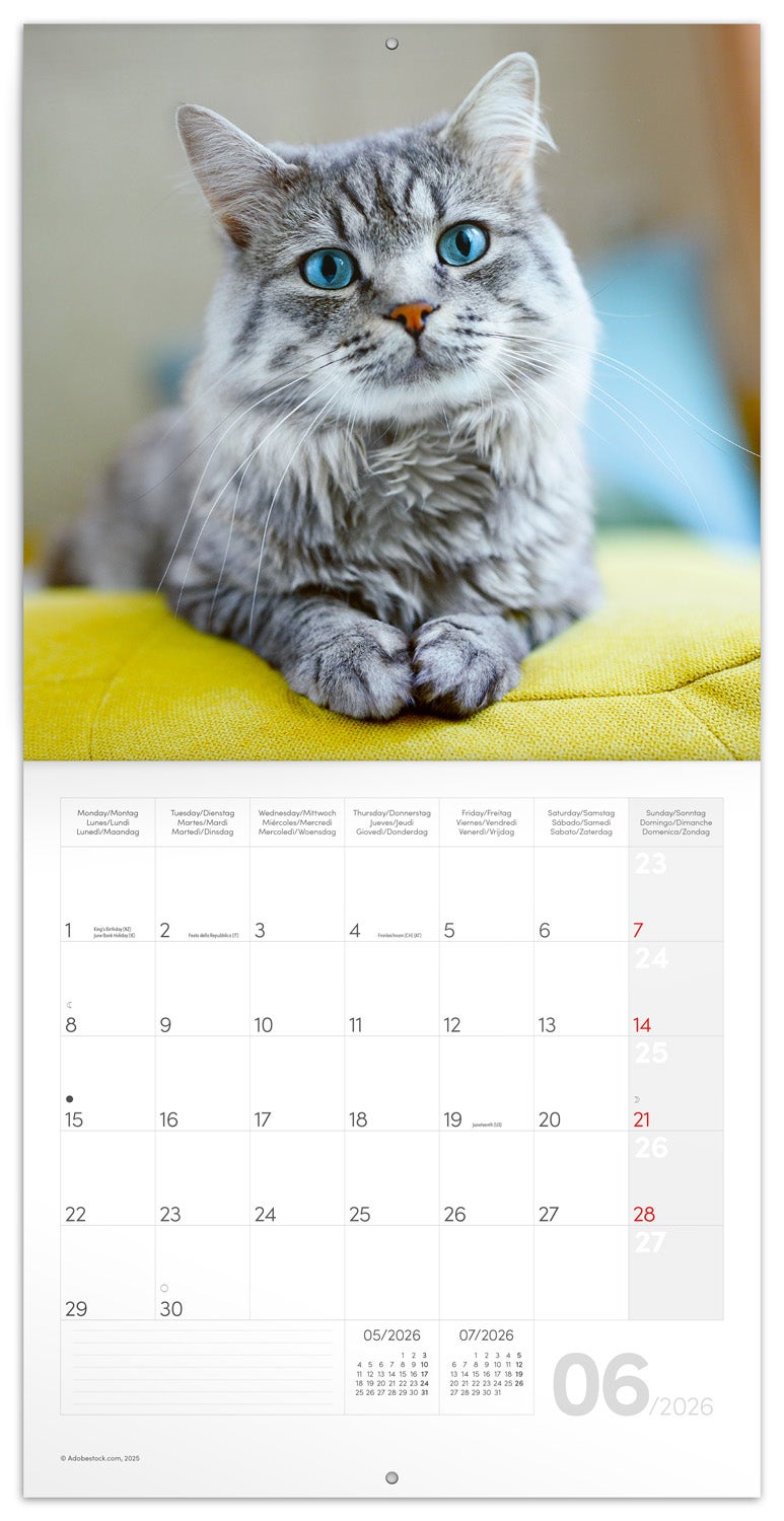 Kalender 2026 Cats 30X30Cm