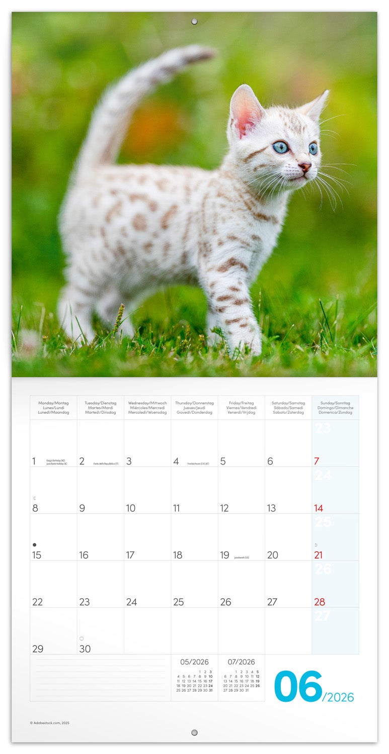 Kalender 2026 30x30 Kittens