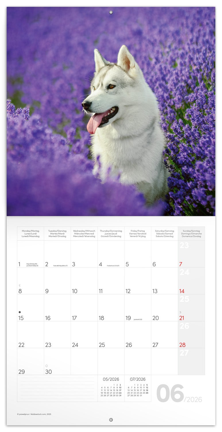 Kalender 2026 Dogs 30X30Cm