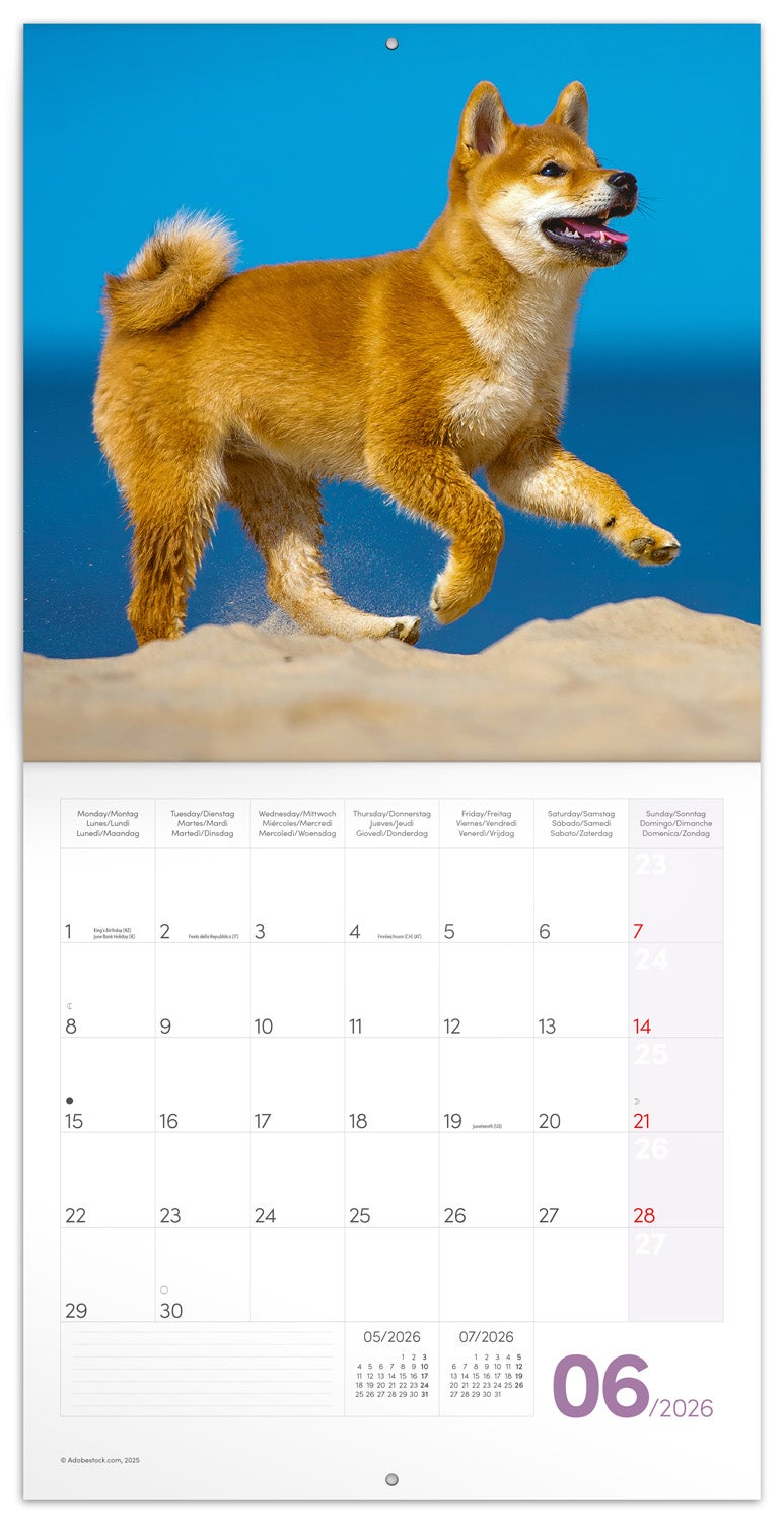 Kalender 2026 30x30 Puppies