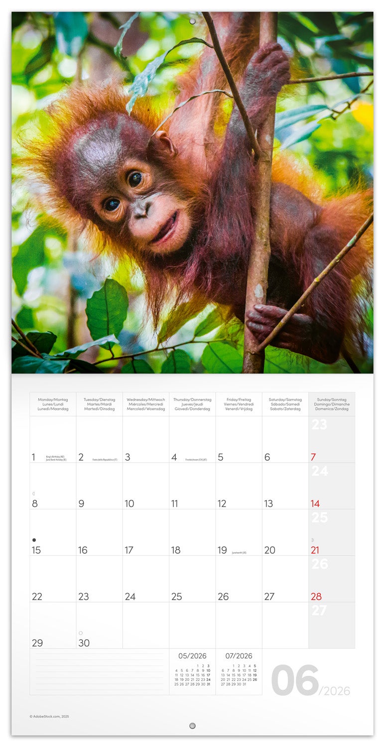 Kalender 2026 30x30 Animal Cuties