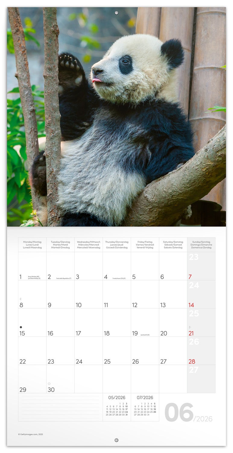 Kalender 2026 30x30 Pandas
