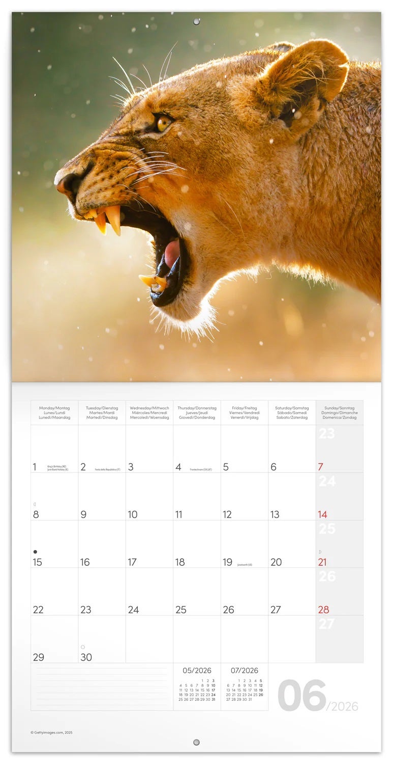Kalender 2026 30x30 Wild Animals