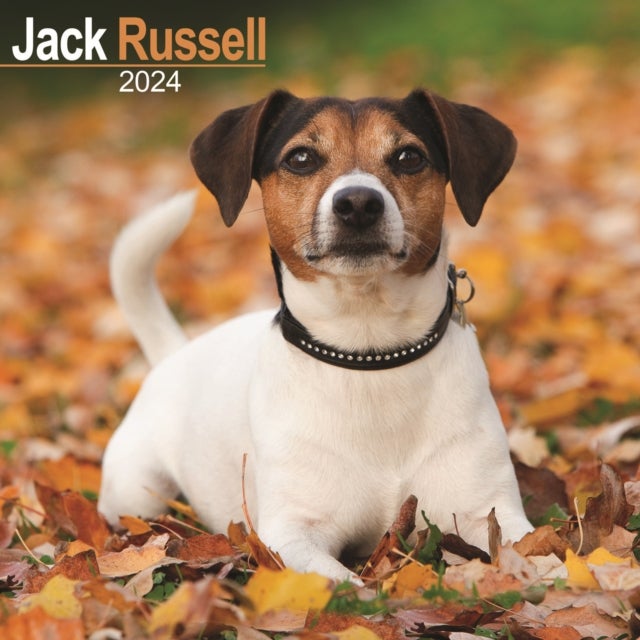 Kalender 2024 Jack Russell 30x30cm