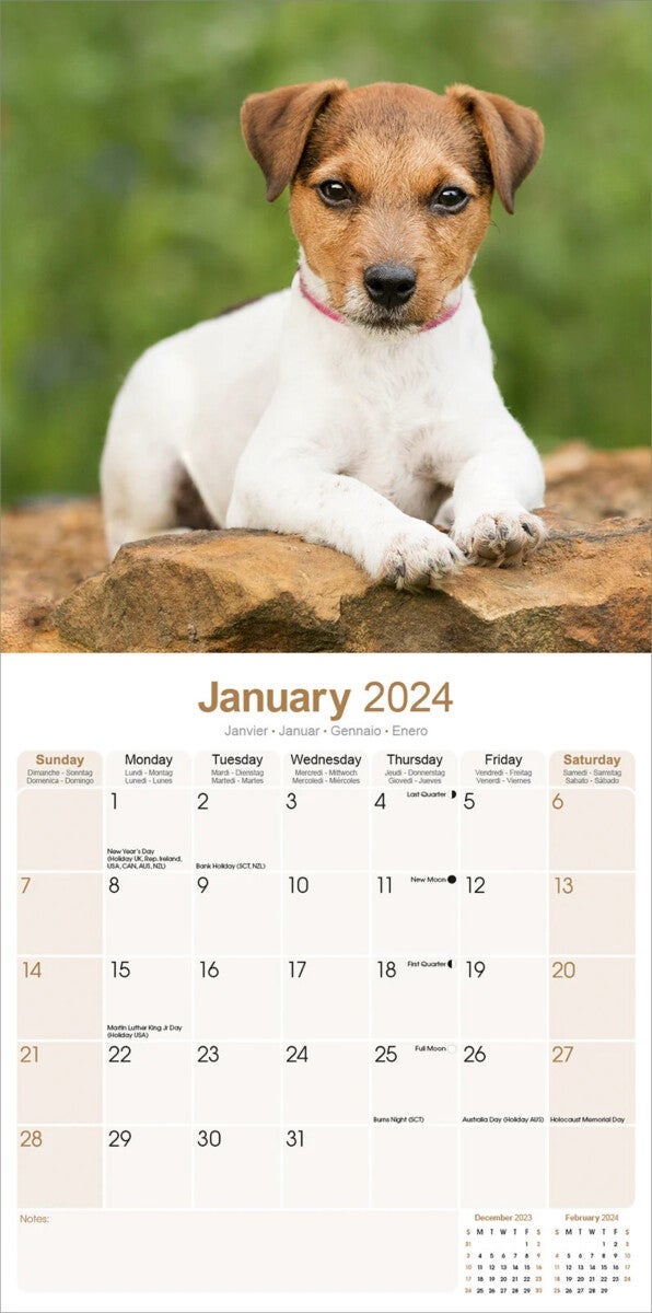 Kalender 2024 Jack Russell 30x30cm