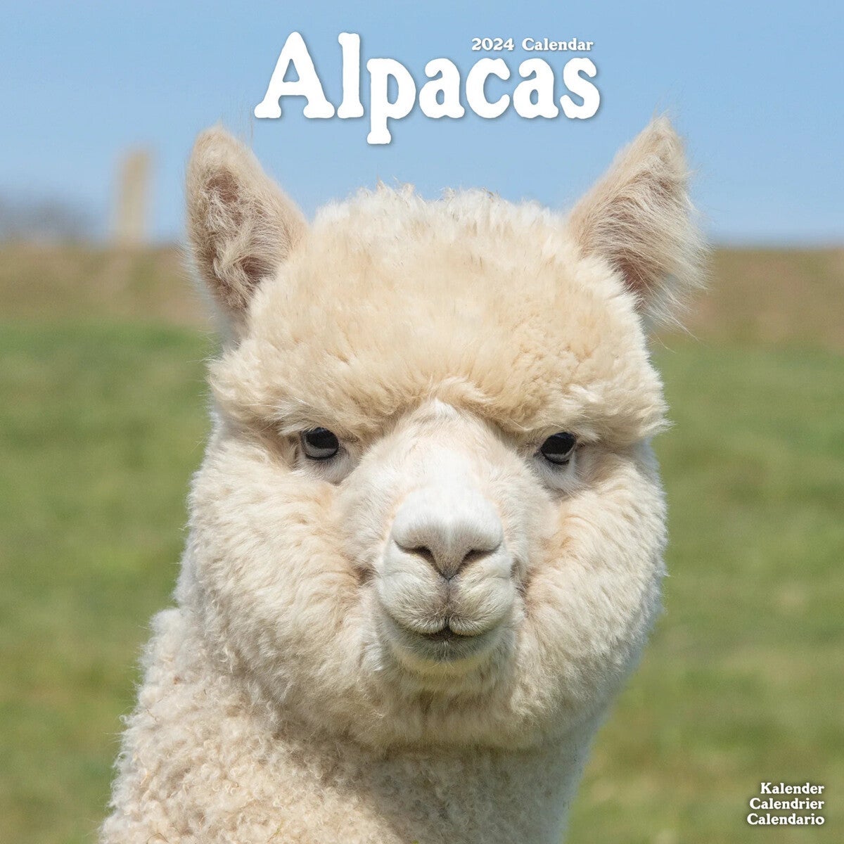 Kalender 2024 Alpacas 30x30cm