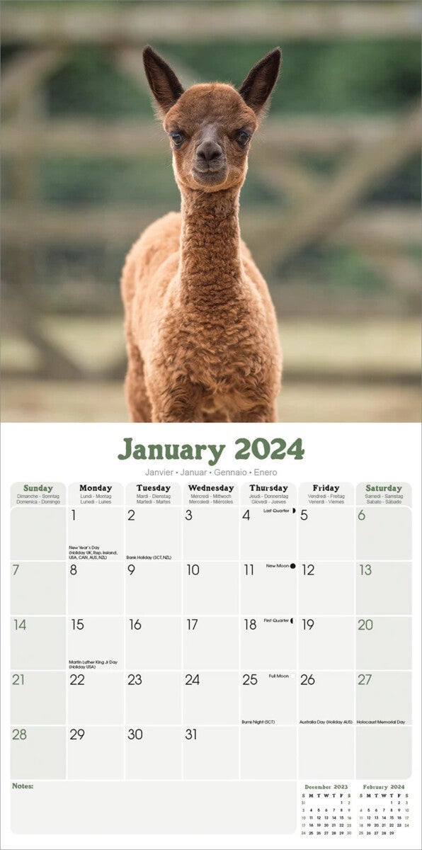 Kalender 2024 Alpacas 30x30cm