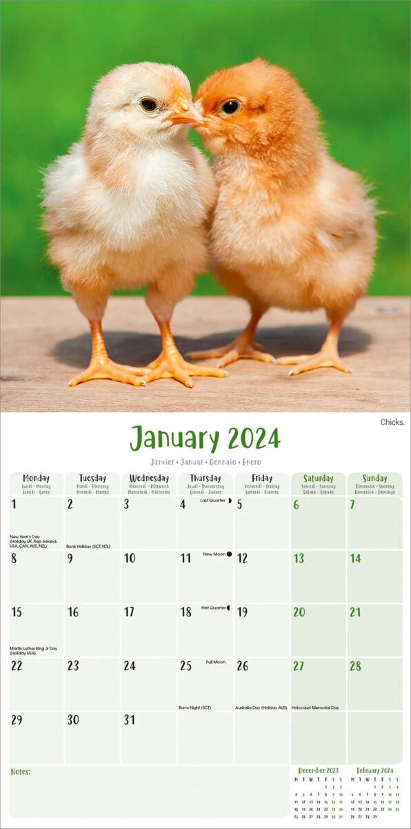 Kalender 2024 Chickens 30x30cm