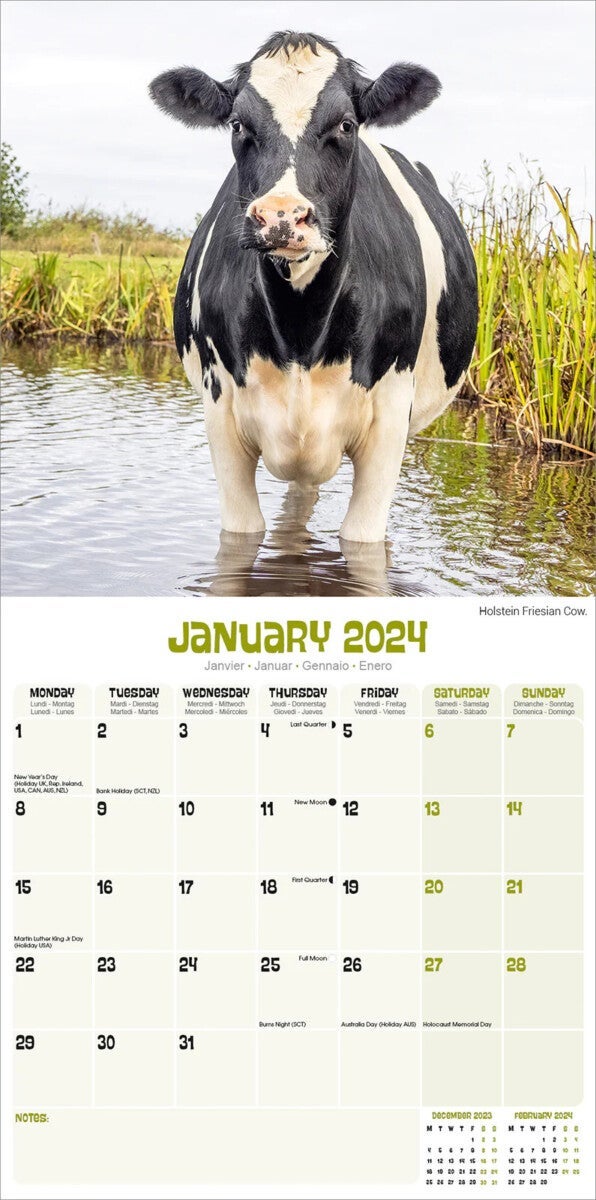 Kalender 2024 Cows 30x30cm