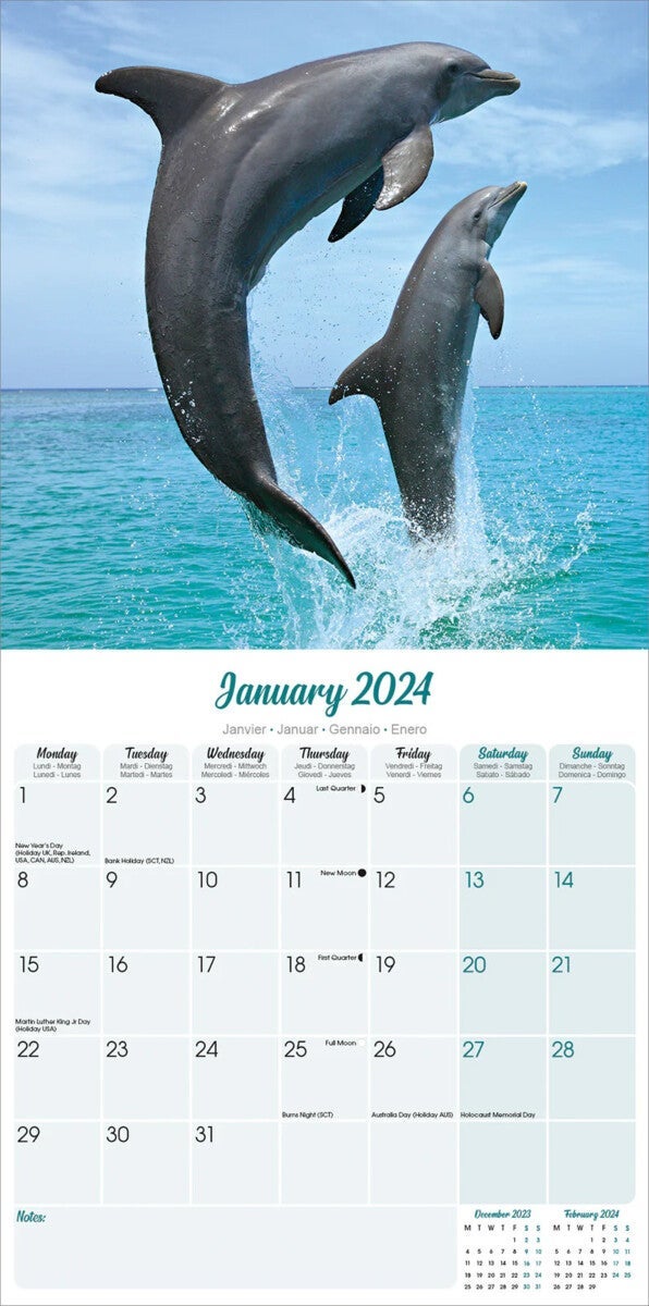 Kalender 2024 Dolphins 30x30cm