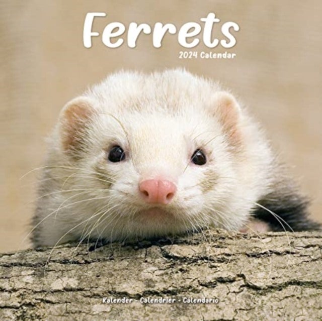 Kalender 2024 Ferrets 30x30cm