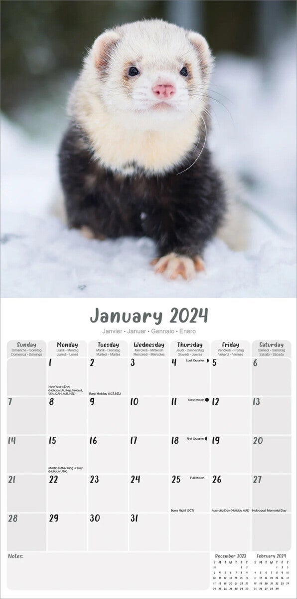 Kalender 2024 Ferrets 30x30cm