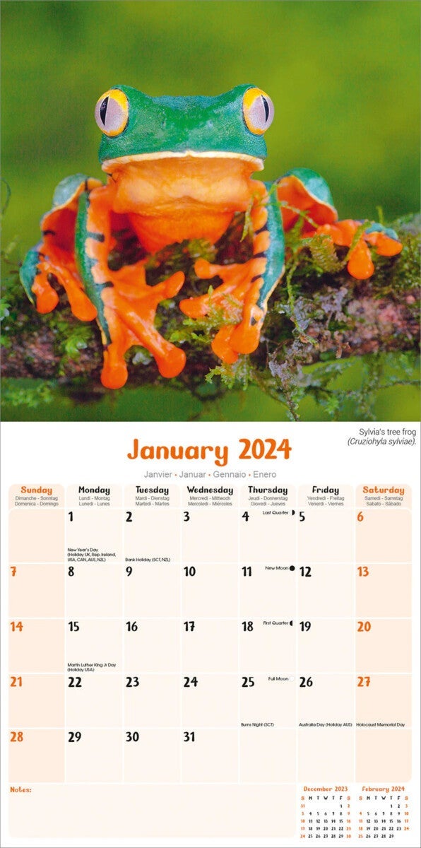 Kalender 2024 Frogs 30x30cm