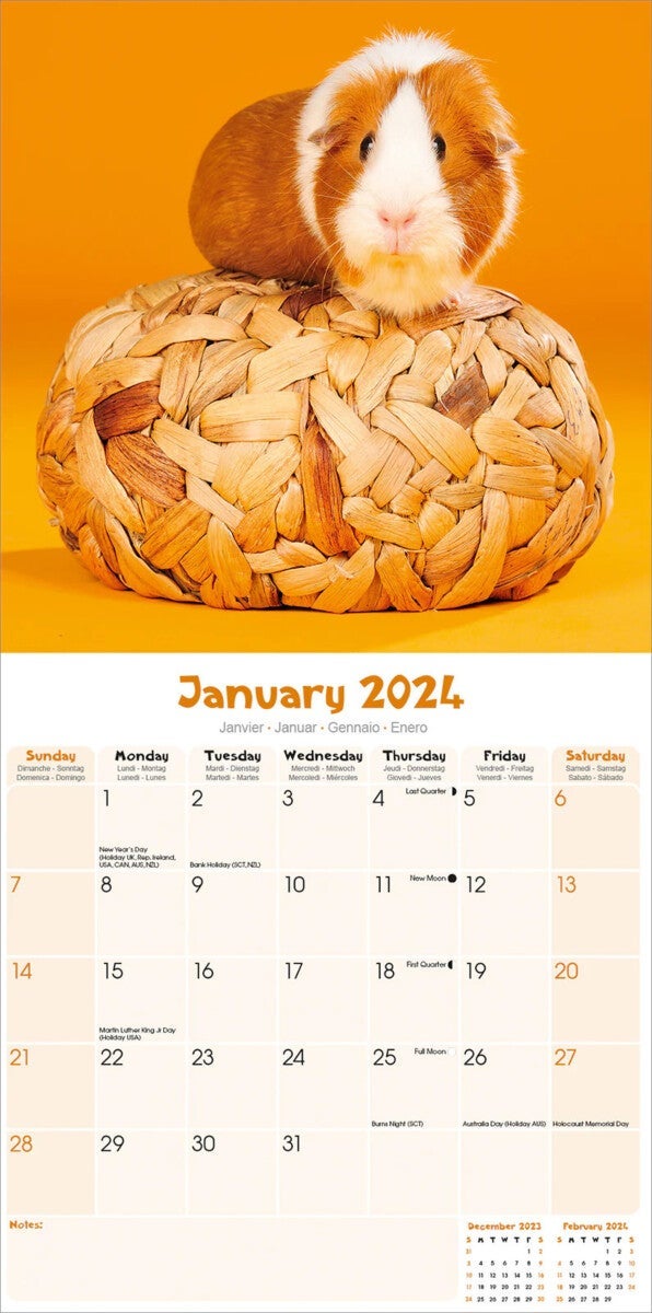 Kalender 2024 Guinea Pigs 30x30cm