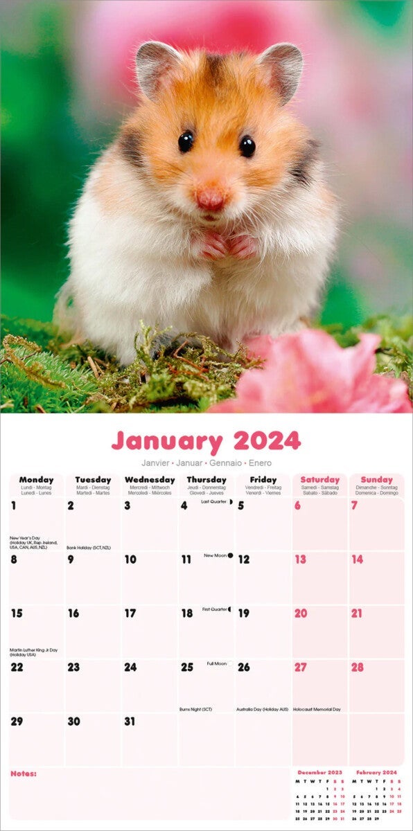 Kalender 2024 Hamsters 30x30cm