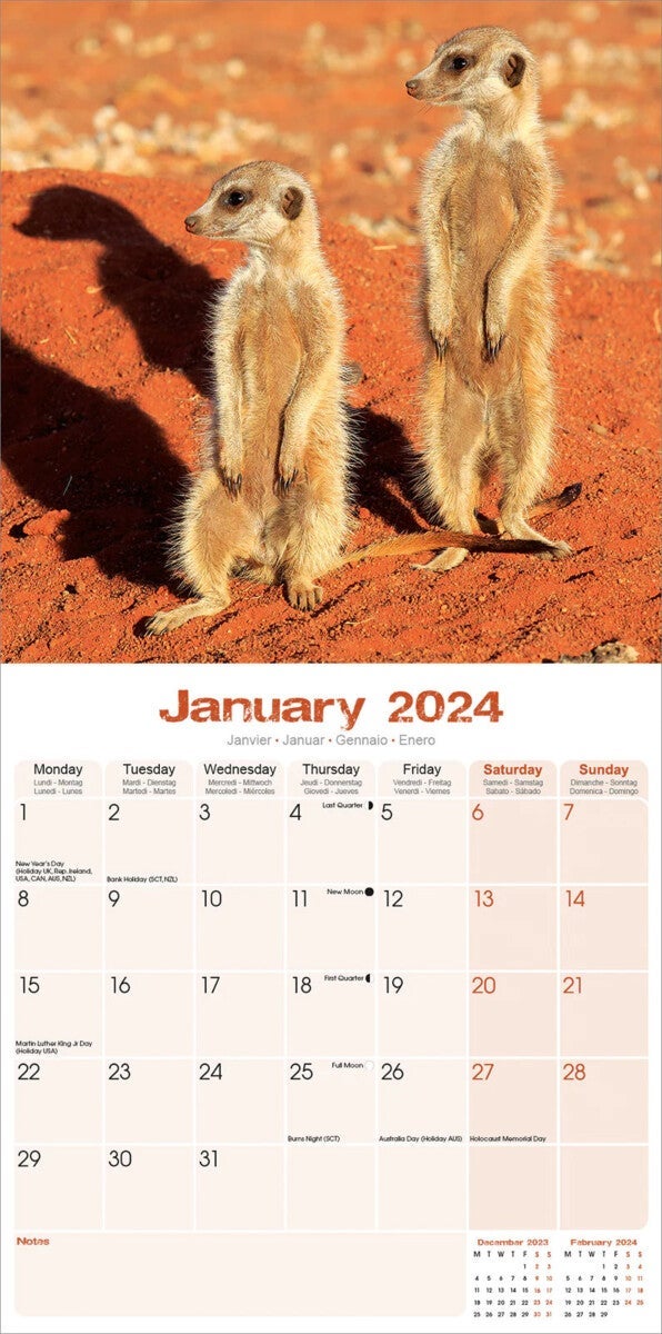 Kalender 2024 Meerkats 30x30cm